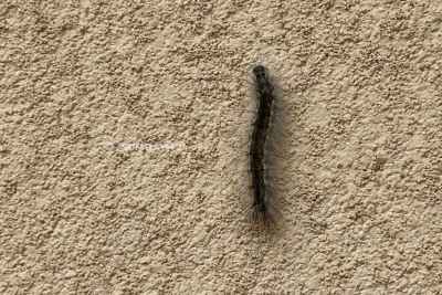 Sumqayıtda uşaq bağçasını QURD BASIB