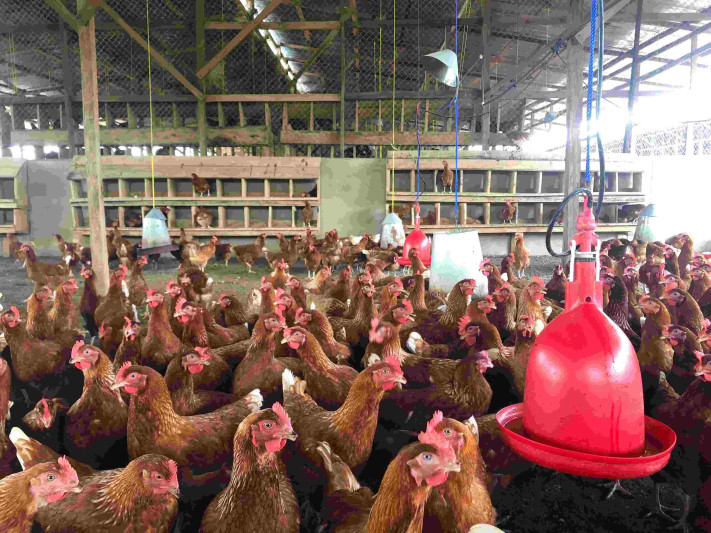 Sumqayıtda qanunsuz quş kəsimi məntəqəsinin fəaliyyəti dayandırılıb