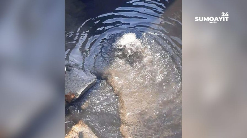 Xəzər bağları Maralgöl ərazisində kanalızasiya aşıb-daşır