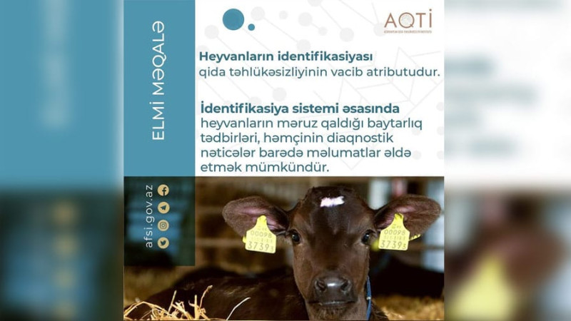 Sumqayıtda AQTA heyvanların identifikasiyası həyata keçirir