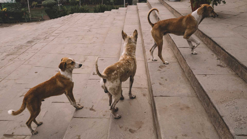 Sumqayıtda heyvanlar üçün klinika və sığınacaqlar yoxdur