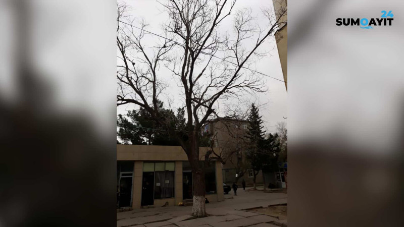 Sumqayıda 5-ci mikrorayon ərazisində piyadalar ağacın altından keçməyə qorxurlar