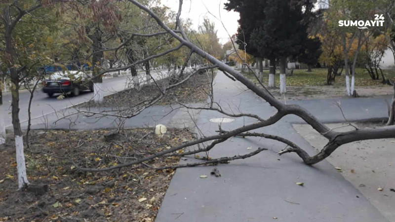 Sumqayıtda ağac qırılaraq piyada yolunu kəsib