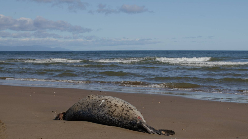 Sumqayıt sahilində daha bir ölü su iti tapılıb