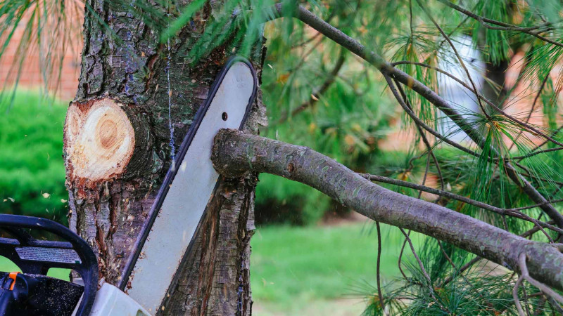 Sumqayıt: Şəhidlər xiyabanı ətrafında ağac kəsilib