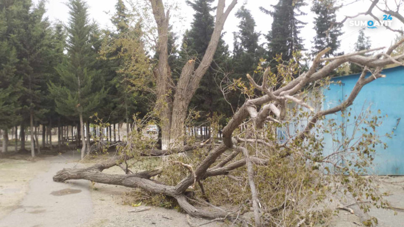 Sumqayıtda daha bir ağac gövdəsindən sınıb