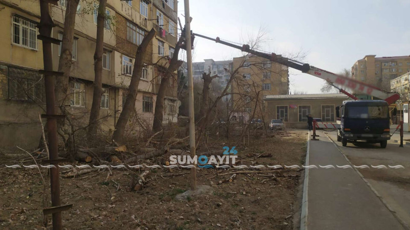 Sumqayıt: 10-cu mikrorayonda ağaclar budanıb