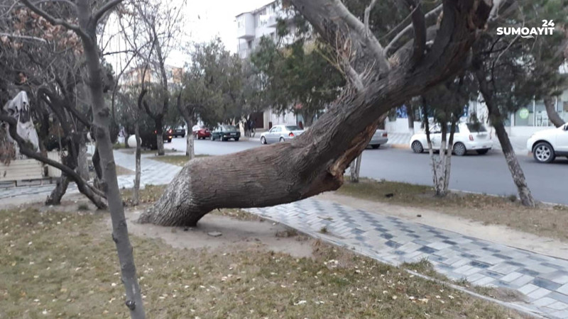Sumqayıt: aşmaq üzrə olan ağac sakinləri narahat edir