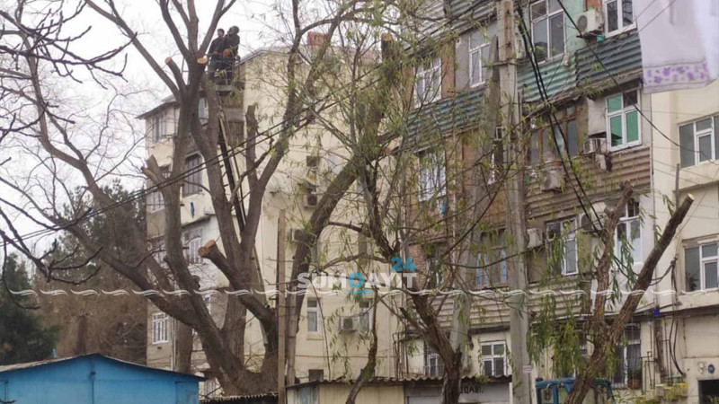 Sumqayıt: 4-cü mikrorayonda ağaclar budanıb