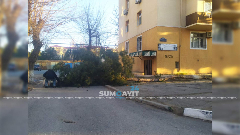 Sumqayıt: ağac gövdəsindən sınaraq yolu bağlayıb