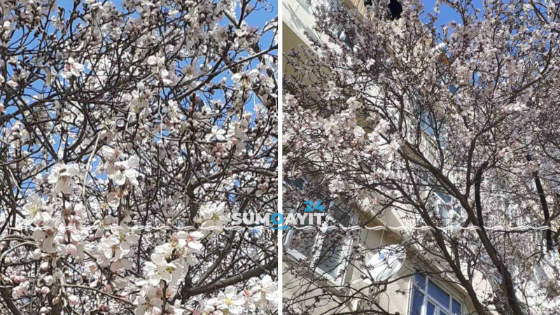 Sumqayıtda gözoxşayan təbiət “möcüzə”si: ərik ağacı yanvar ayında çiçək açıb
