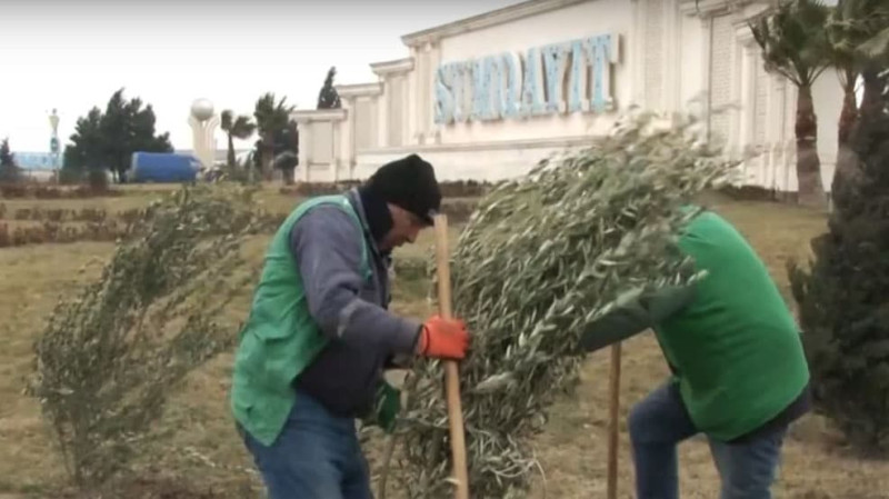 Sumqayıtın mərkəzi küçəsində yaşıllaşdırma işləri aparılır