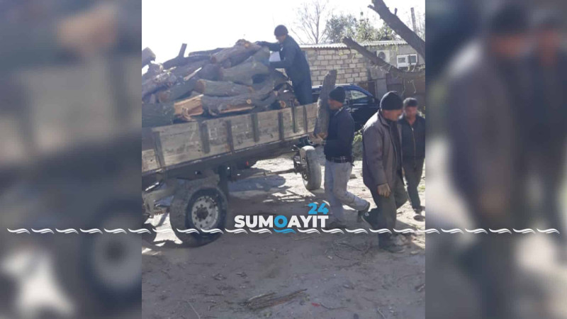 Sumqayıtda ağacların budanması davam edir