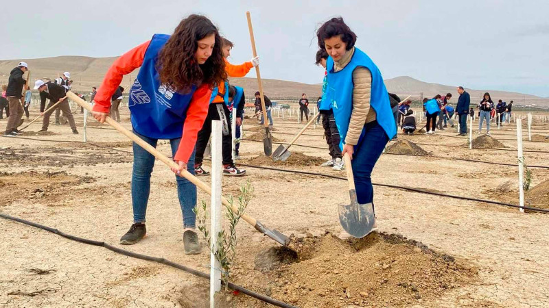 Sumqayıtlı müəllim və məktəblilər ağacəkmə aksiyasına qatılıblar