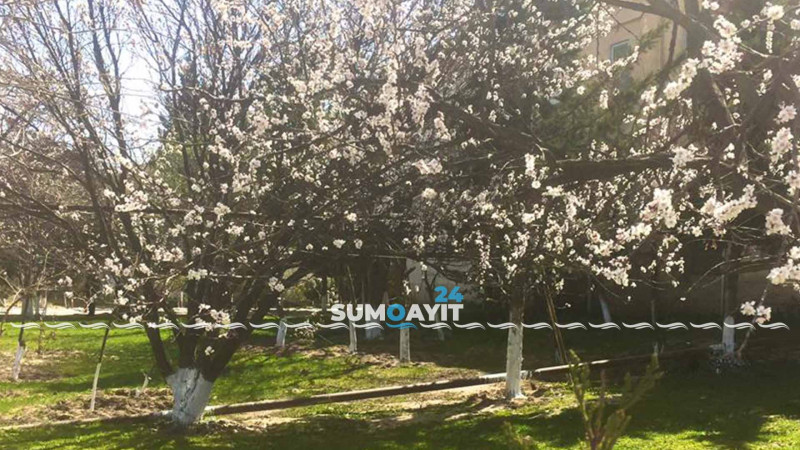 Tağıyev qəsəbəsində ağac gövdələri əhənglənib