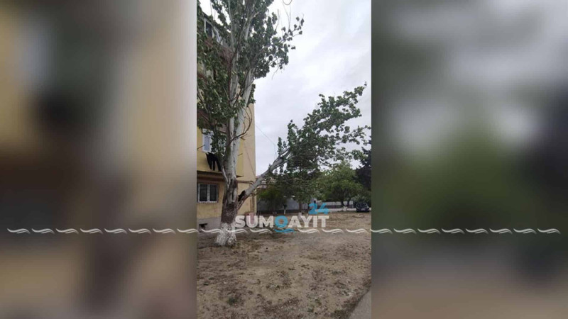 5-ci mikrorayon sakinlərini hər an aşa biləcək ağac narahat edir