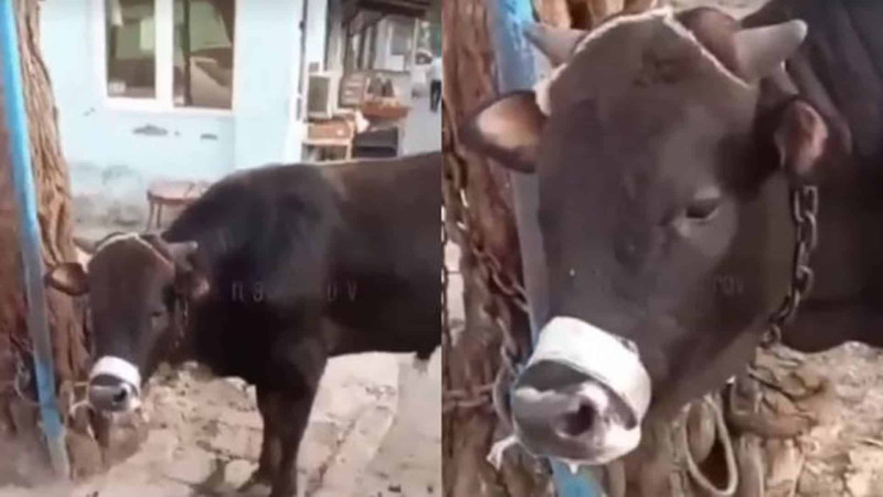 Qəssabın öküzün ağzını möhkəm sarıması birmənalı qarşılanmayıb