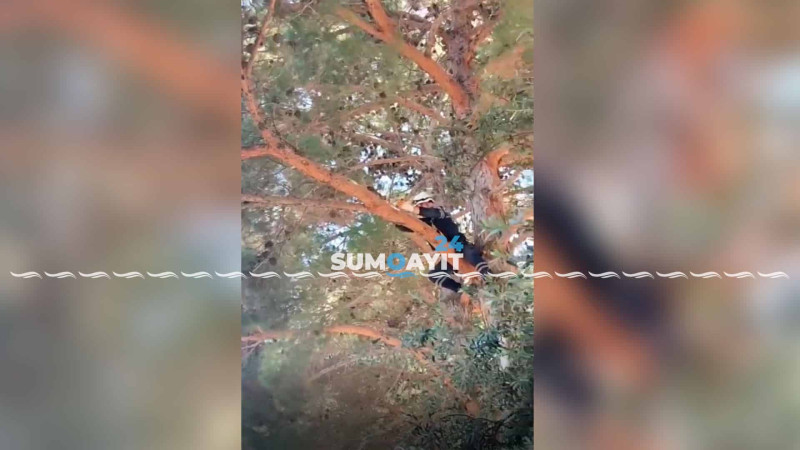 Sumqayıtda xilasedicilər pişik balasını bələ qurtardılar