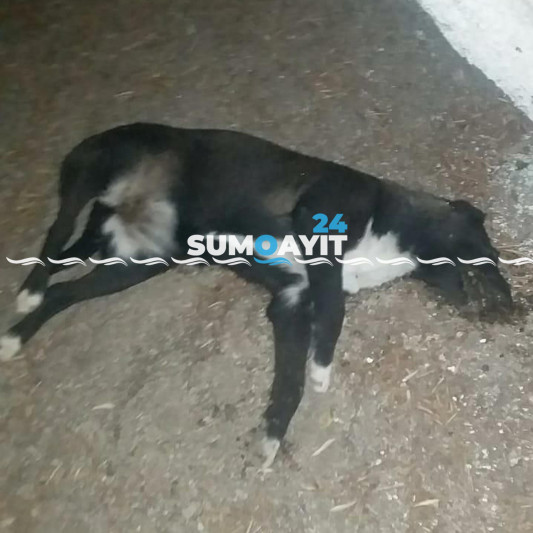 Sumqayıtda itləri zəhərlədilər, daha sonra zibil qutusuna atdılar