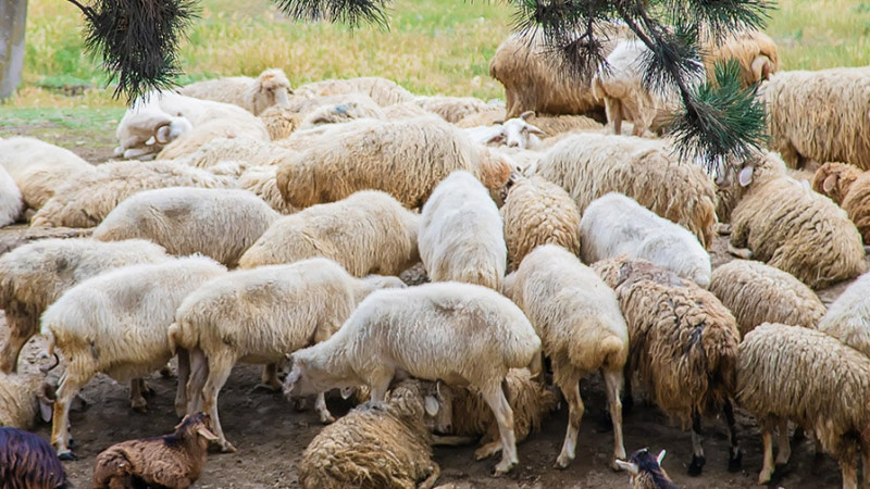 Sumqayıt şəhərində qurbanlıq heyvanların satış və kəsimi ünvanları məlum olub