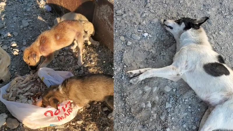 Sumqayıtda itlər kütləvi şəkildə zəhərləndirilir