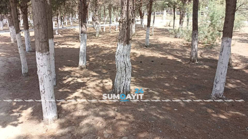 Şəhidlər xiyabanının ətrafındakı yaşıllıq ərazi uzun müddətdir ki suvarılmır
