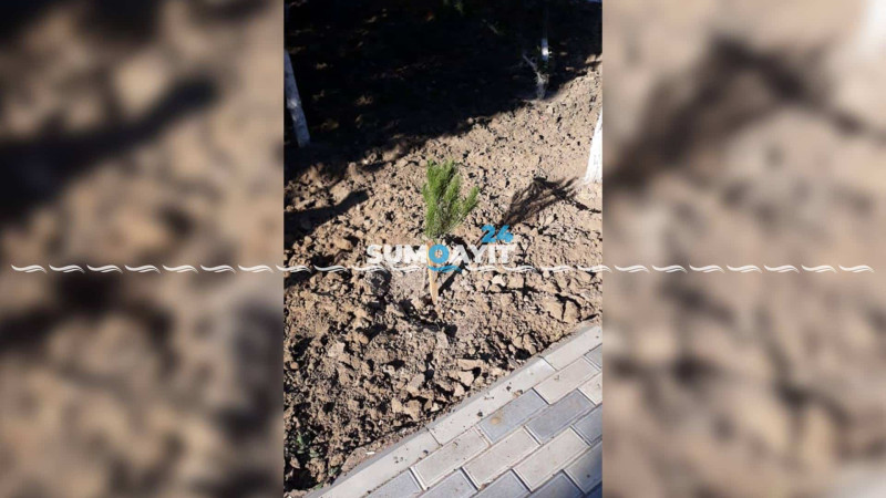 Şəhidlər xiyabanının önü yaşıllaşdırılır