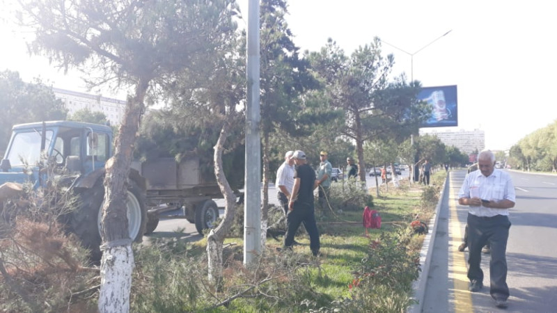 Yaşıllaşdırma istiqamətində işlər aparılıb
