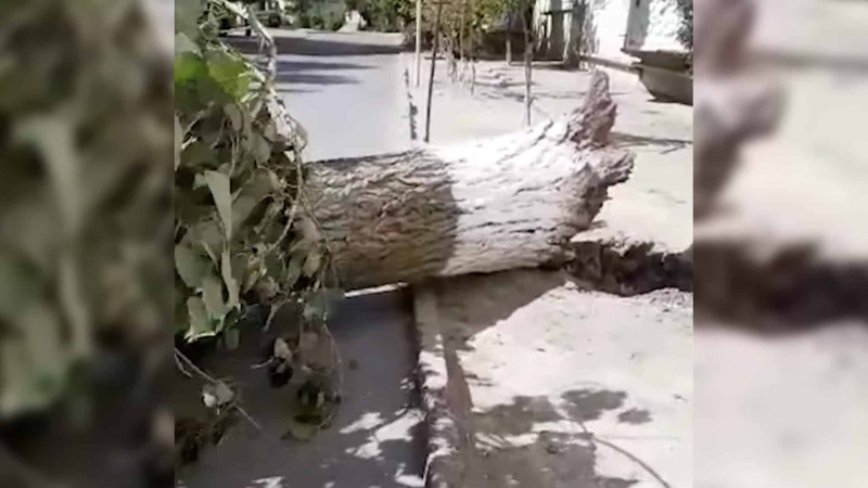 Aşan ağac qadının boynunu qırdı: ona heç bir qurum kömək etmir