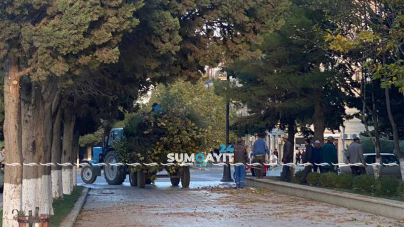 Sumqayıtda ağaclar budanıb