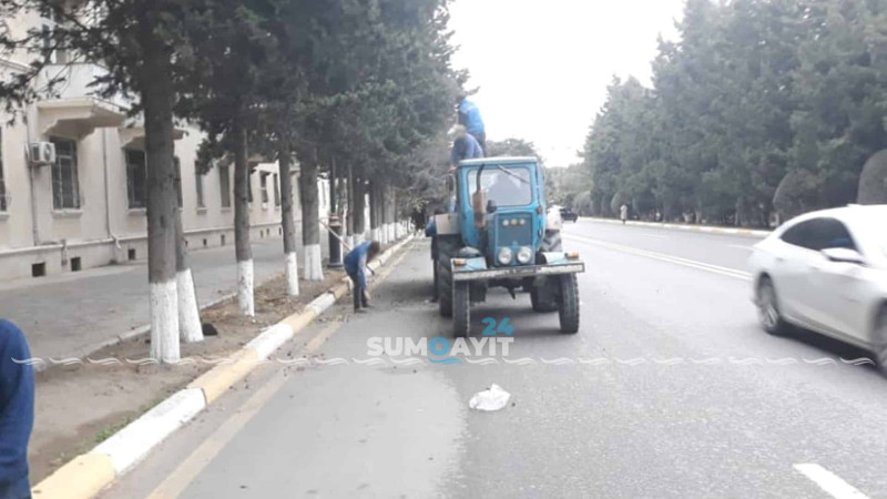 Səməd Vurğun küçəsində ağaclar budanır