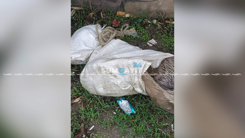 Naməlum şəxslər itləri öldürərək cinsiyyət və daxili orqanlarını kəsiblər