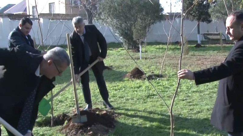 Alman məzarlığında 40 ədəd xan çinarı əkilib