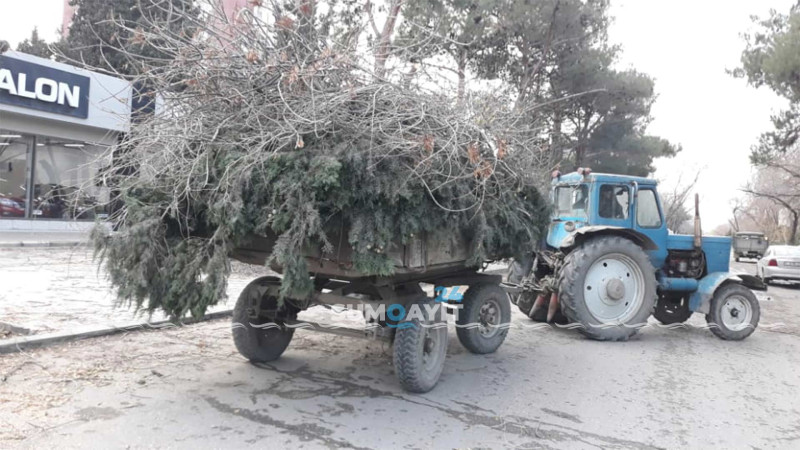 Sakinlər aparılan “budama” işlərindən narazıdırlar