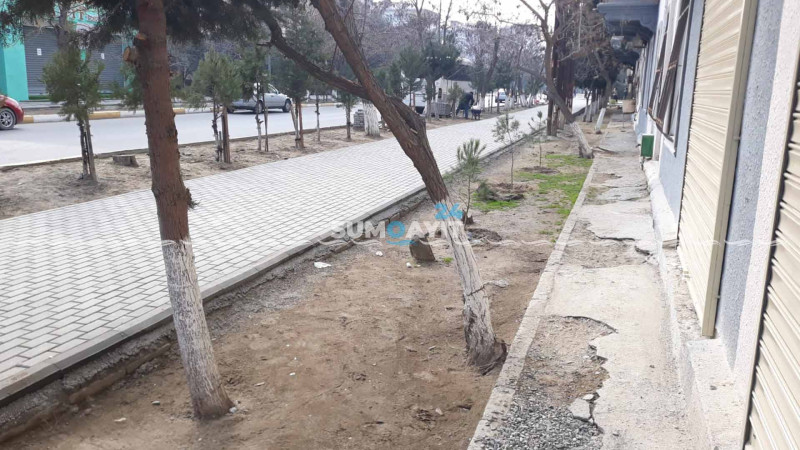 Sumqayıtda ağacların qanunsuz kəsilməsini prokurorluq araşdıracaq