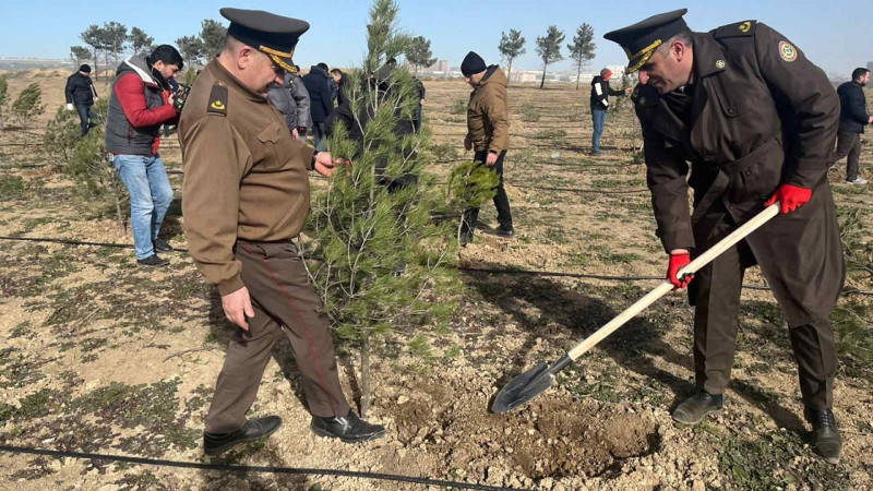 Ceyranbatanda ağacəkmə aksiyası baş tutub