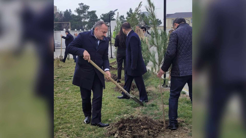 Məhkəmə Kompleksinin ərazisində 100 ağac əkilib