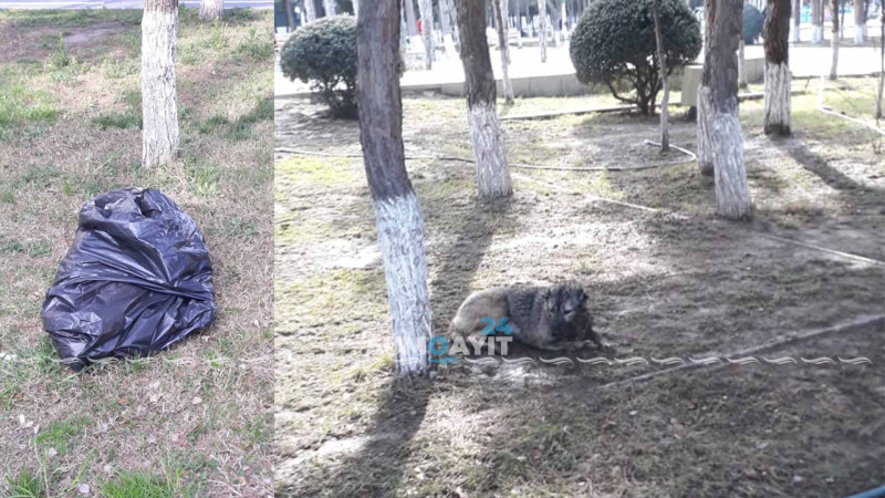 Heydər parkında itləri zəhərlədilər