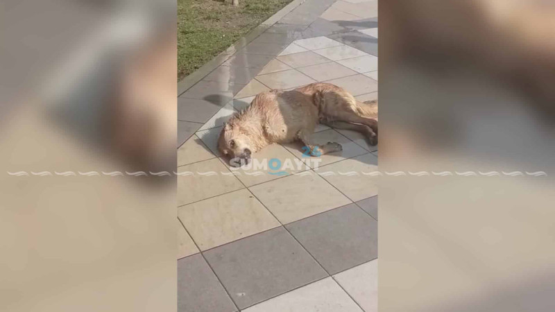 Qurumlar küçə itləri probleminə niyə göz yumur?