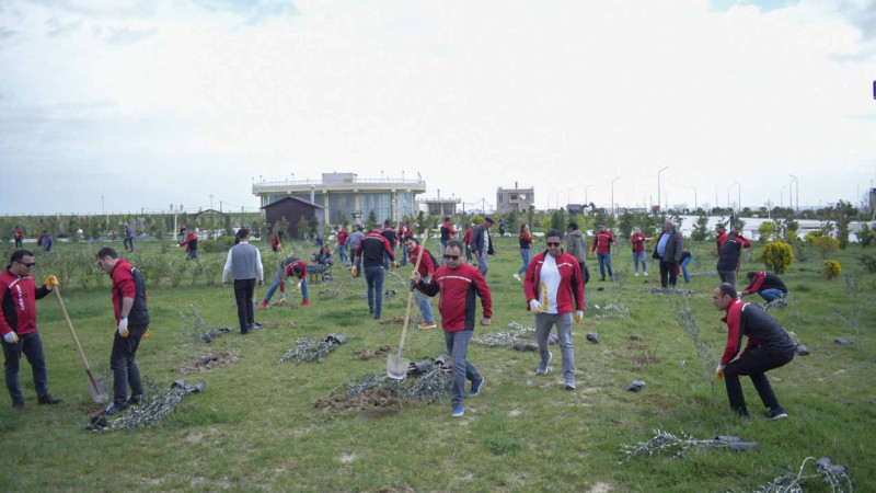 Şirkət əməkdaşları Sumqayıtda zeytun ağacları əkiblər
