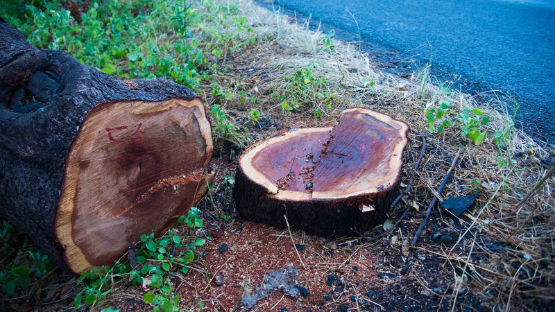 Qanunsuz ağacları kəsən şəxs müəyyən edilib