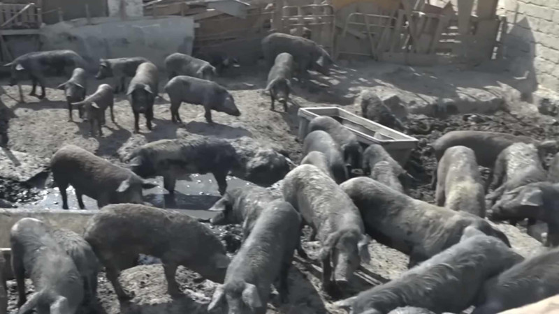 Saray qəsəbəsində “donuz” problemi yaranıb