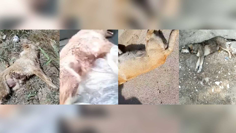 Sumqayıtda peyvəndlənmiş itlər tələf edilib