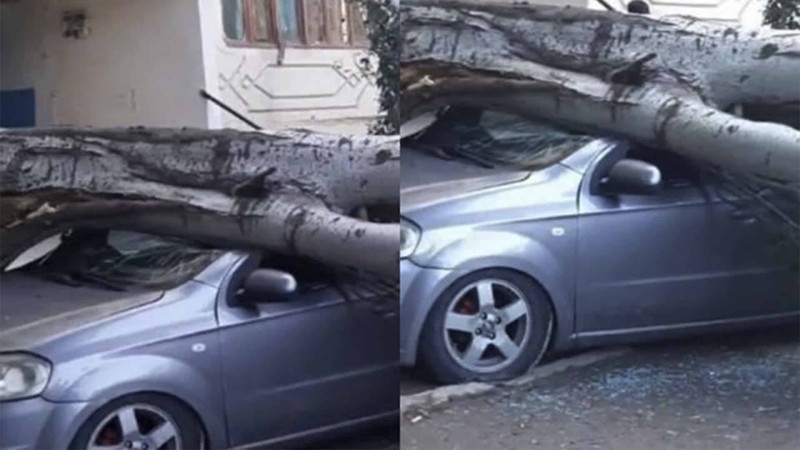 Sumqayıtda ağac avtomobilin üstünə aşıb