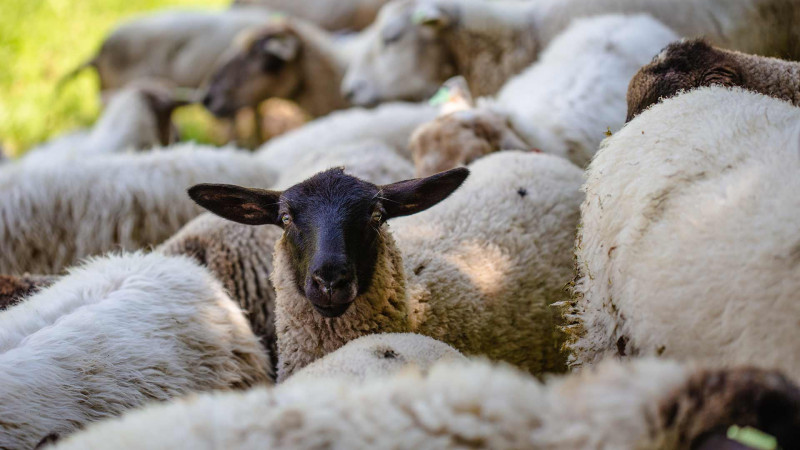 Qurbanlıq heyvanların satışı və kəsimi məntəqələri bu ünvanlarda fəaliyyət göstərəcək