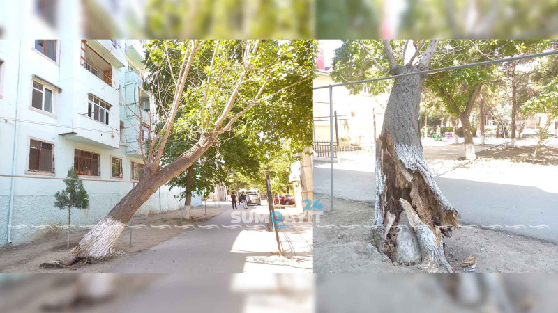 Çürümüş ağac təhlükə mənbəyinə çevrilib