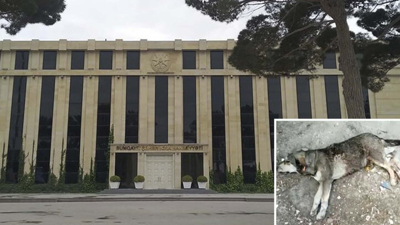 İcra hakimiyyəti itlərin öldürülməsindən sonra hərəkətə keçib
