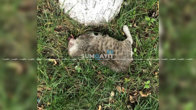 Sumqayıtda pişiyin başını kəsib, yolun kənarına atıblar