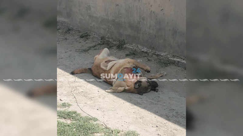 Sahibsiz itə qarşı amansız rəftar: dərisi soyulub