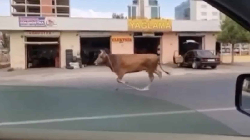 Sumqayıtda inək ipdən açılaraq yola çıxıb
